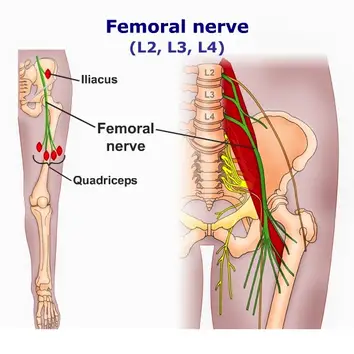 Femoral Nerve: Anatomy, Course, Pathways, Function