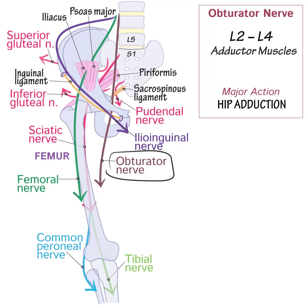 Muscle Supplied By Obturator Nerve
