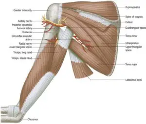 Muscles supplied by Axillary Nerve
