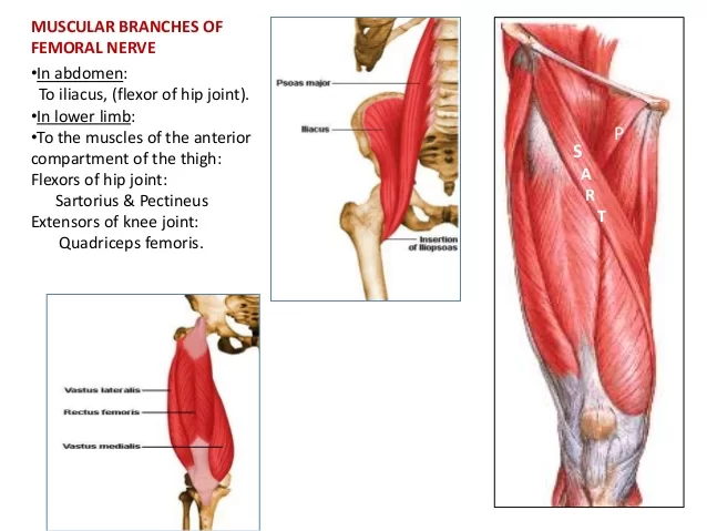 Muscular Branches of Femoral Nerve