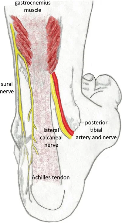 Structure of sural nerve