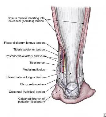 Tibial Nerve Muscles