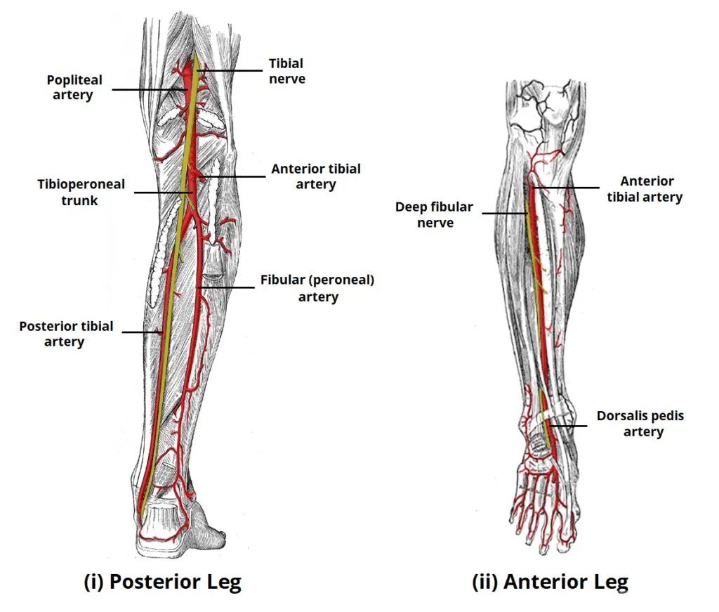 Tibial Nerve Pictures