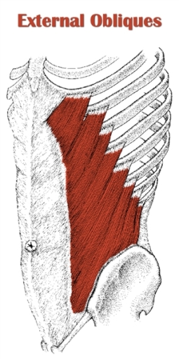 External Obliques Muscle