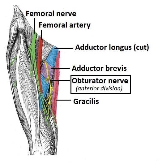 obturator nerve