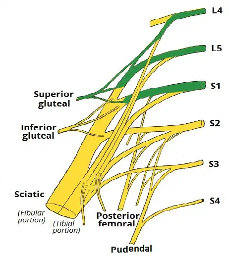 Anatomy of Inferior gluteal nerve