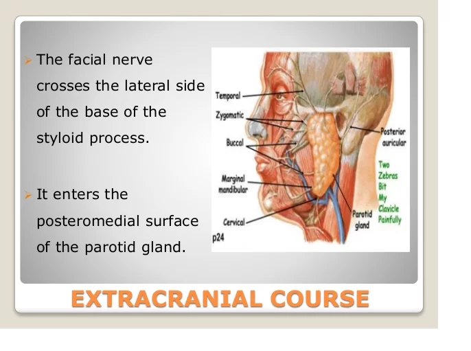 Extra-cranial course of Facial nerve