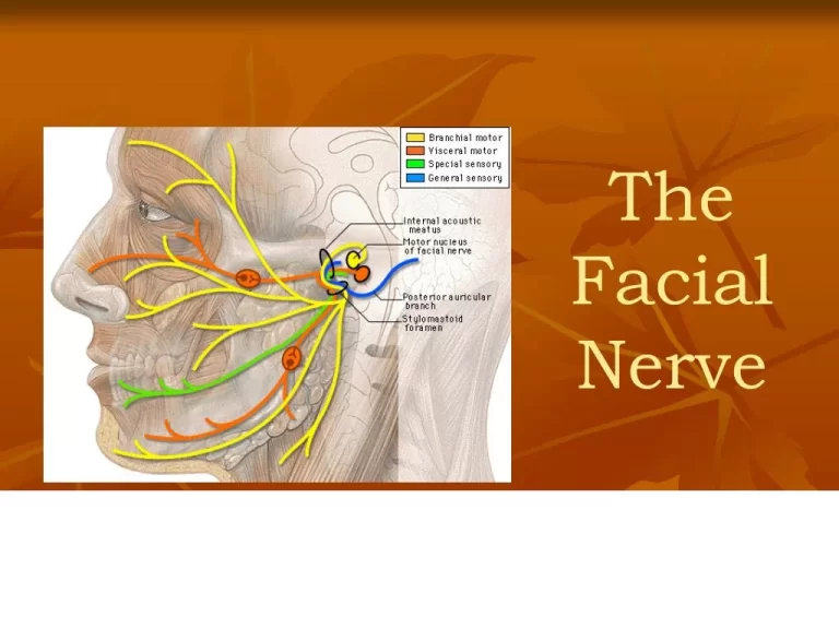 Facial Nerve: Anatomy, Physiology, Function and Clinical Importance