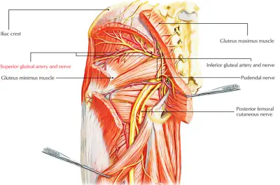 Gluteal Nerve: Anatomy, Function, Importance