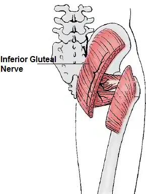Inferior gluteal nerve