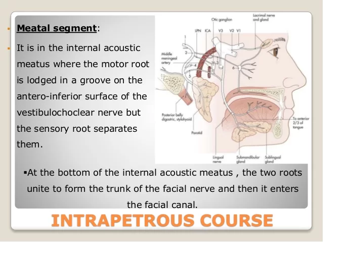 Intra-cranial course of Facial nerve
