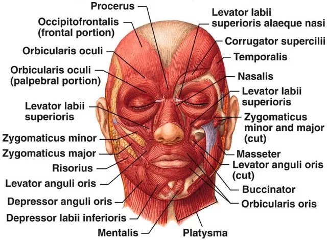 Muscle supplied by Facial Nerve