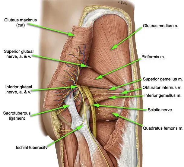 Muscles of Gluteal Nerve