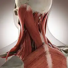 Neck Muscles – Anatomy and Exercise