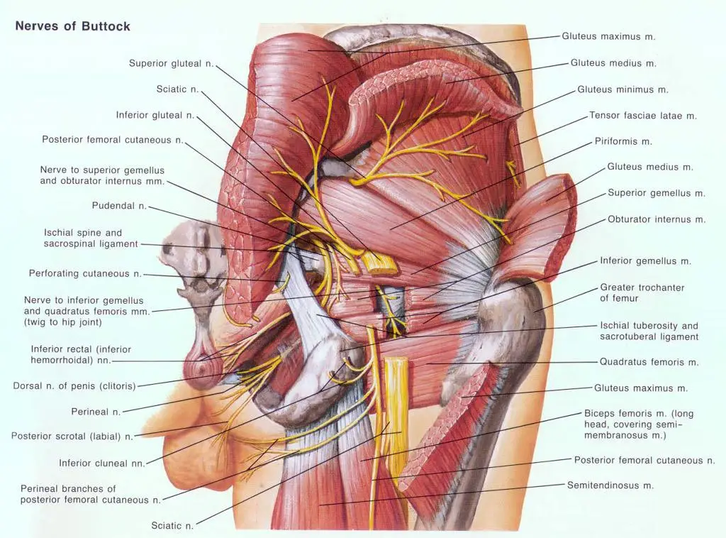 Nerves of Buttock