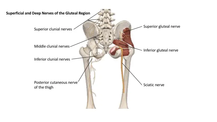 Structure and Function of Superior Gluteal nerve