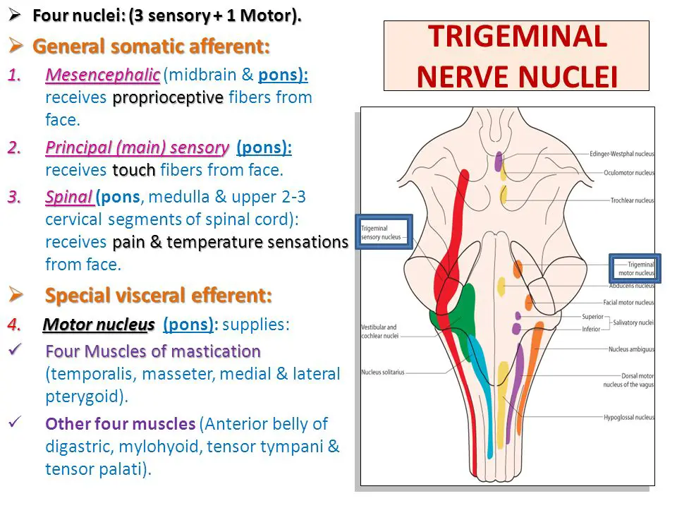 Trigeminal Nerve Anatomy Course