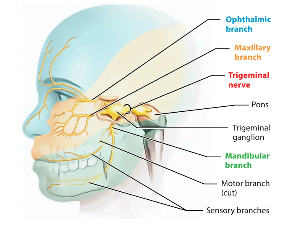 Trigeminal Nerve Anatomy Course Branches Function
