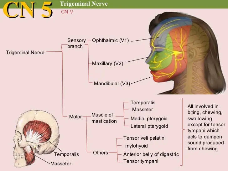 Trigeminal Nerve Cranial Nerve 5