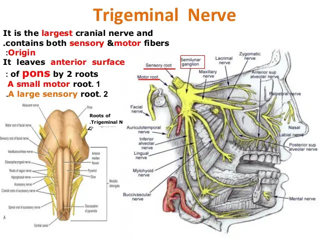 Trigeminal nerve (CN V): Anatomy, function and branches