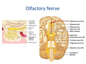 olfactory nerve : anatomy , origin , course & branches