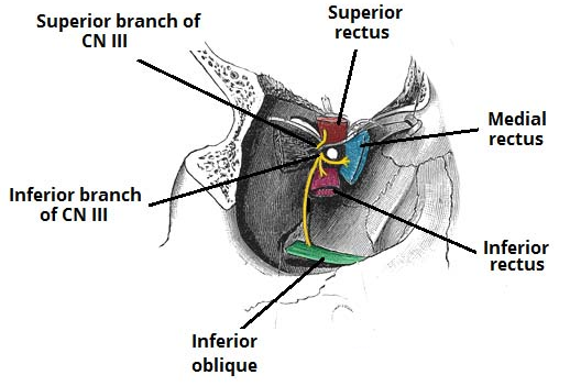 oculomotor nerve : anatomy , origin , course & branches