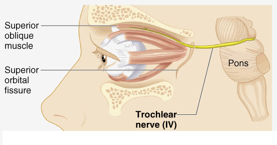 Anatomy of Trochlear Nerve
