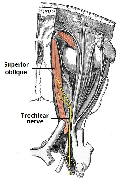 Trochlear Nerve