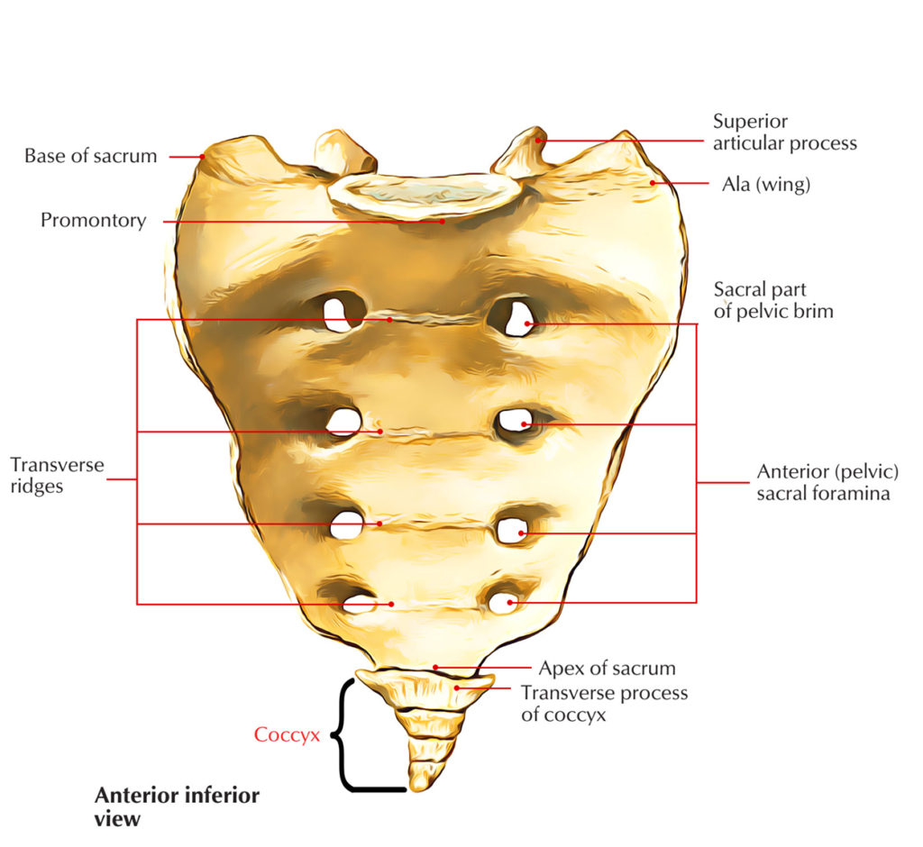 coccyx anatomy 