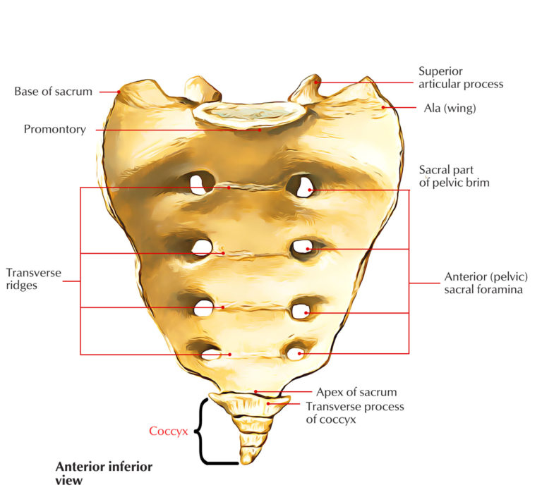 Coccydynia : Causes, Symptoms, Diagnosis & treatment - Mobile