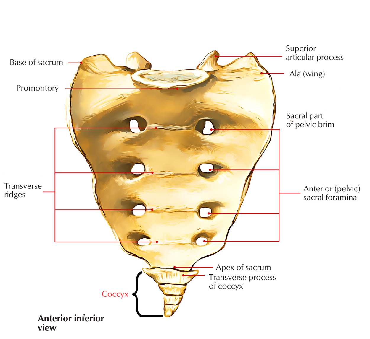 coccydynia-causes-symptoms-diagnosis-treatment-mobile