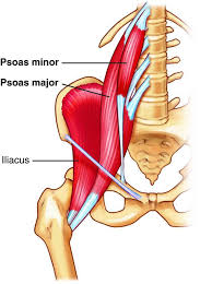 psoas major anatomy 