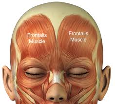 Frontalis Muscle – Anatomy and Exercise