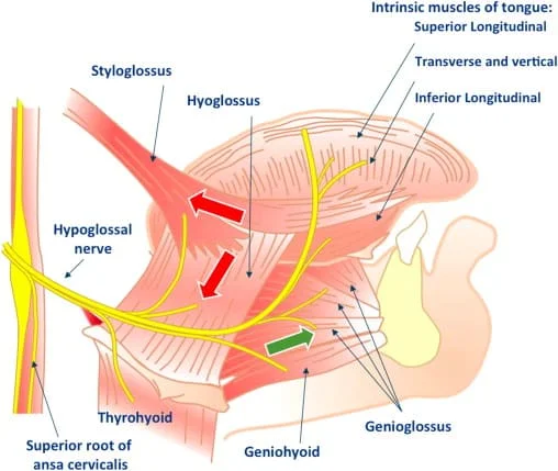 Hypoglossal Nerve