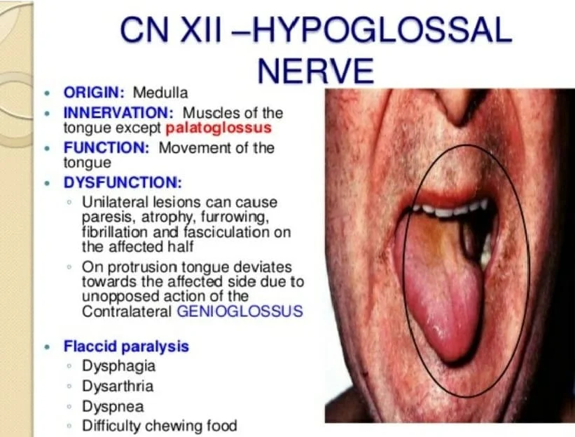 HYPOGLOSSAL NERVE FUNCTIONS