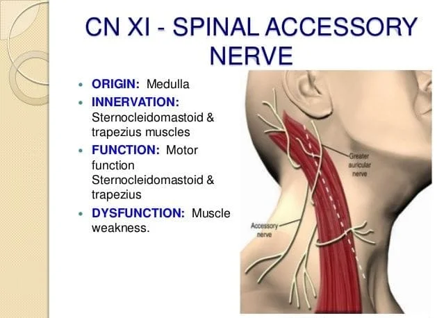 SPINAL ACCESSORY NERVE FUNCTIONS