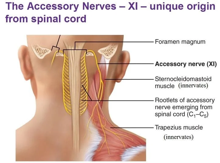 SPINAL ACCESSORY NERVE