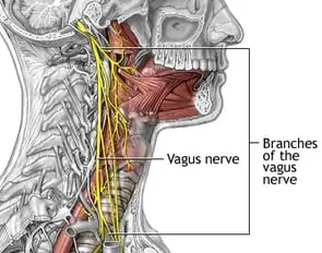 VAGUS NERVE