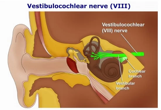 Vestibulocochlear Nerve (CN VIII)