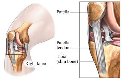 ANATOMY OF KNEE JOINT