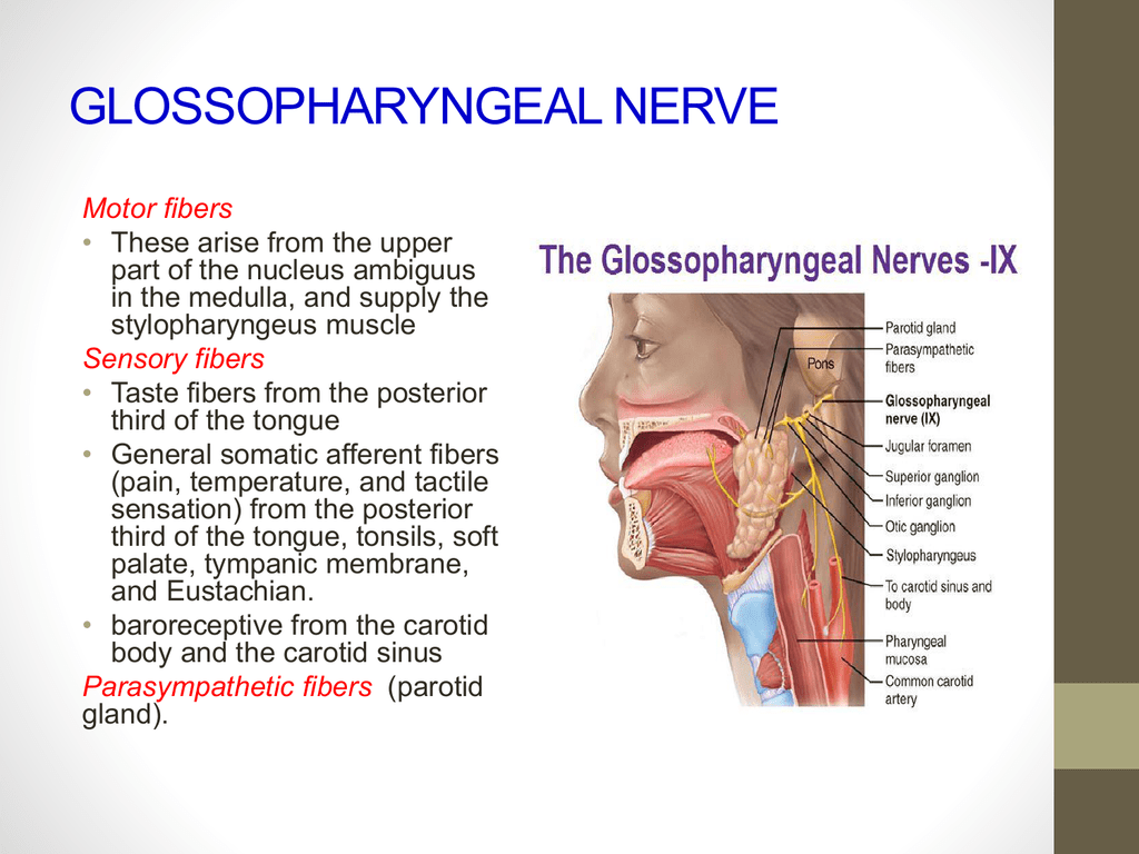 Cranial Nerves Vagus Nerve Olfactory Nerve Glossopharyngeal Nerve Png