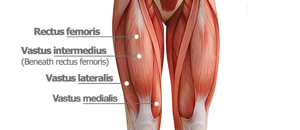 quadriceps-strain-causes-symptoms-diagnosis-treatment