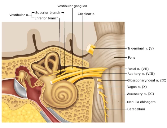 vestibulocochlear nerve cranial nerve 8