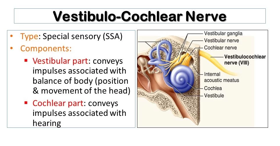vestibulocochlear nerve sensory function
