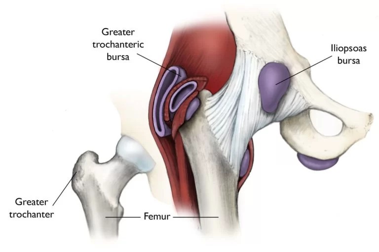 Anatomy of Hip Bursa