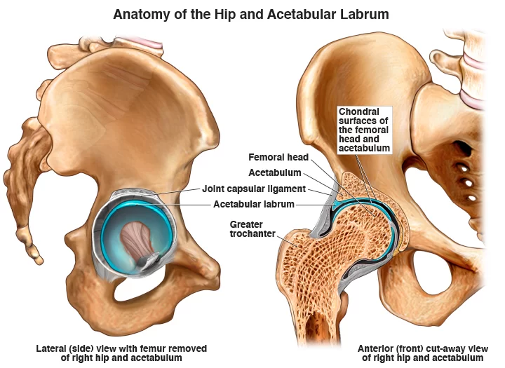 Anatomy of Hip and Acetabular Labrum