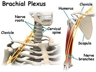 brachial plexus injury in adults