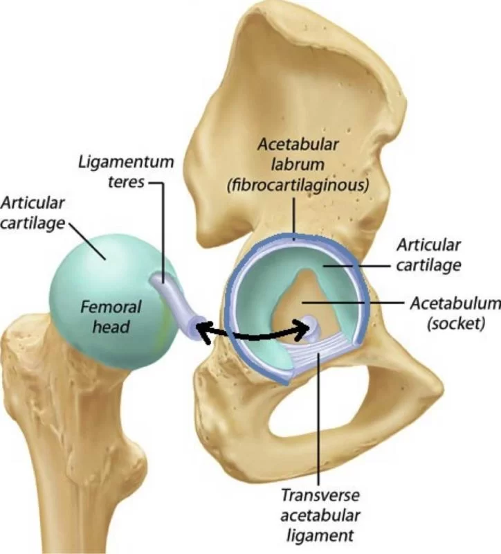 Hip Labral Disorders
