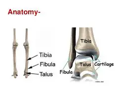 Pott’s Fracture Related Anatomy