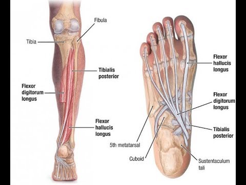 anatomy of tibialis posterior muscle , origin,insertion,action,blood supply and nerve supply